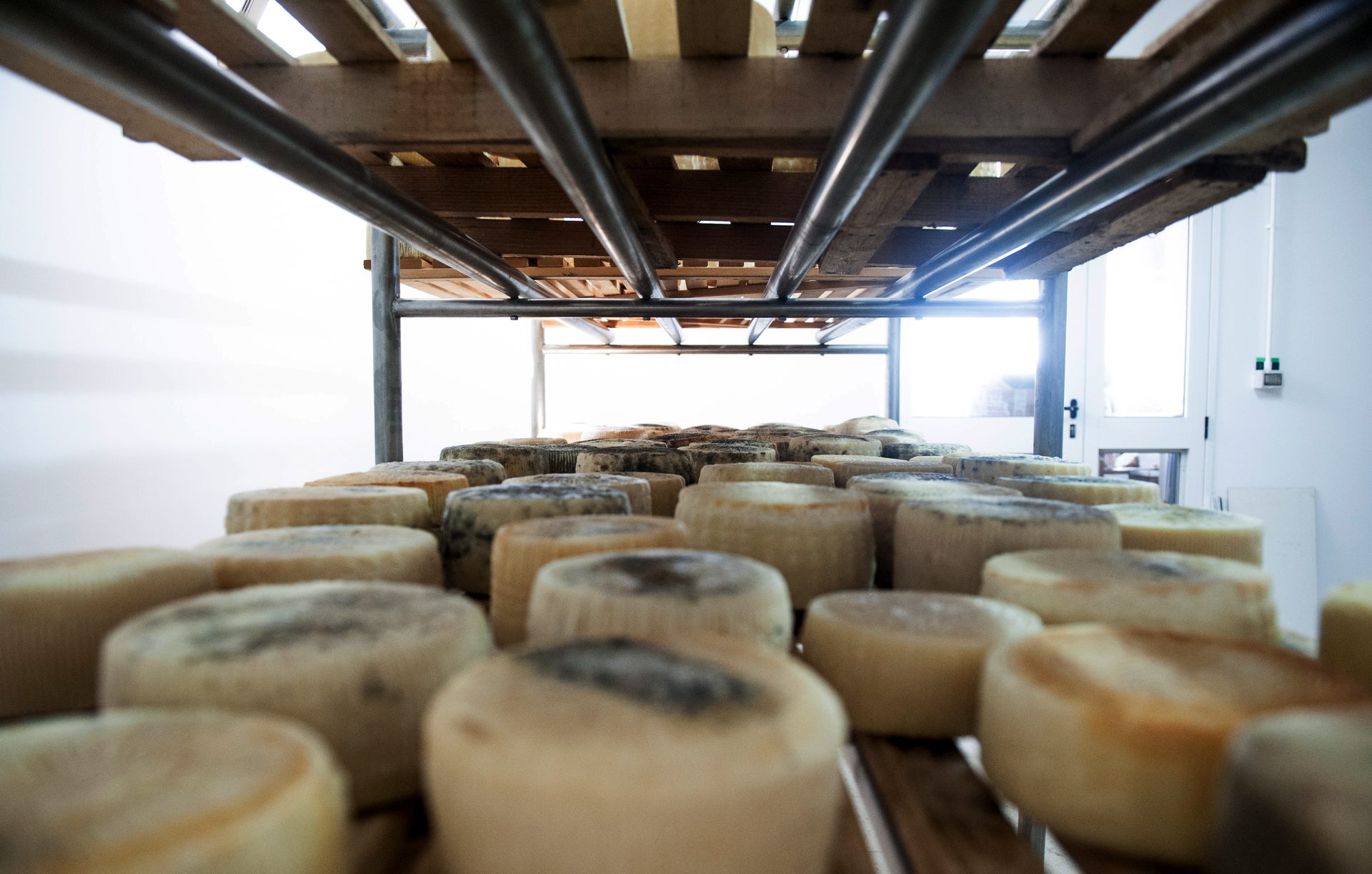 Masseri Guglielmi Canio - Pecorino